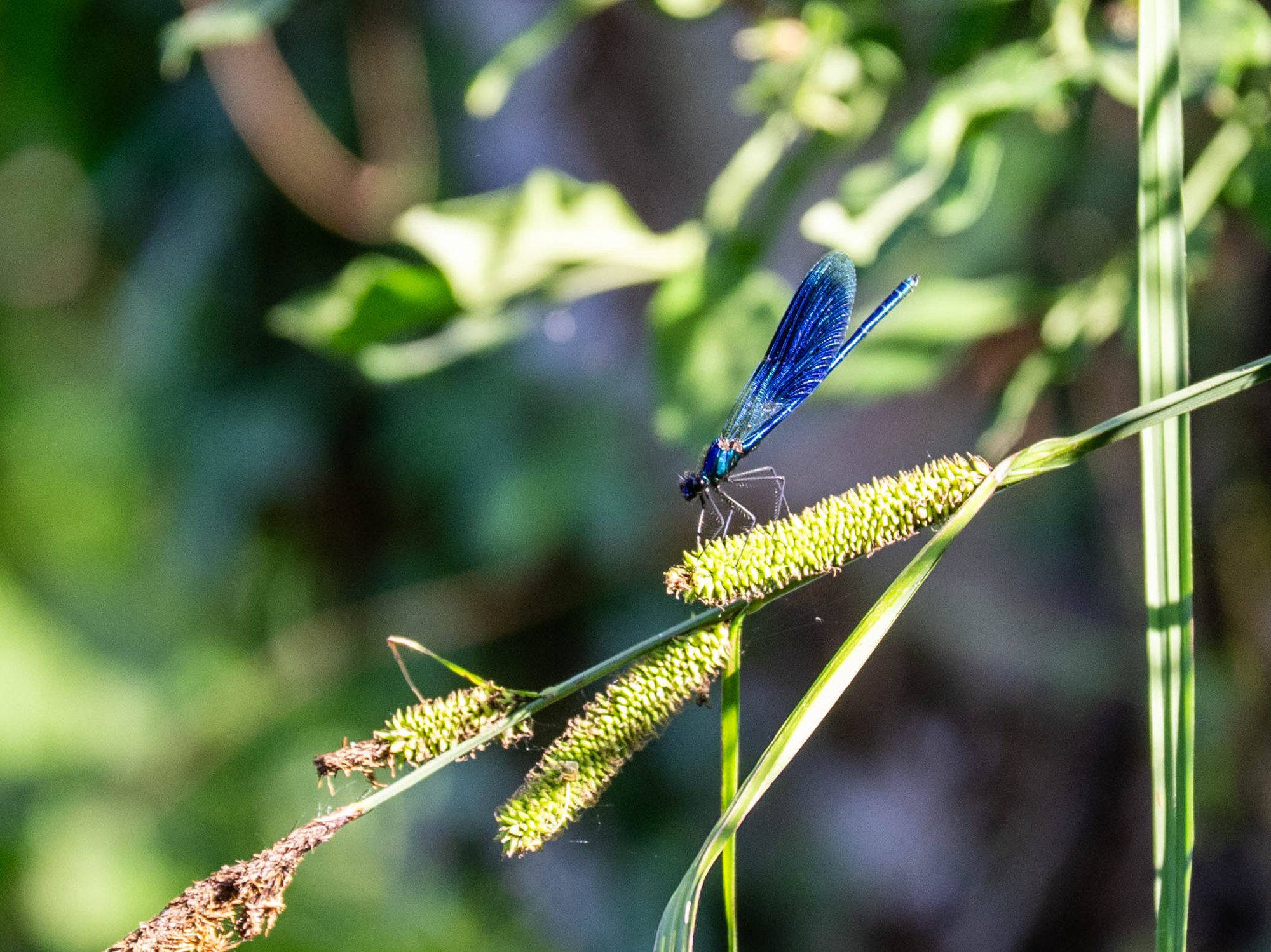 Blaue Stunde – Kanu-Tour im Spreewald